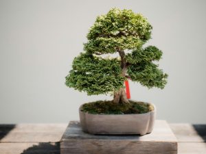 bonsai plant in brown pot