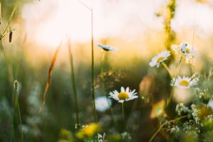 white flowers