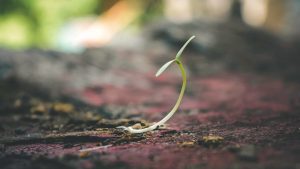 Delicate seedling sprouting from the soil