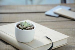succulent plant on table
